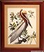 Audubon Brown Pelican Print Framed & Matted 17x16