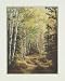 Pat Durgin - Woodland Path Size 16x20 by Pat Durgin. Size 12.85 inches width by 16.82 inches height. High Quality Art Poster Print