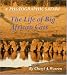 The Life of Big African Cats: A Photographic Safari