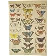 Butterflies Natural History Cavallini Gift Wrap or Decoupage paper,vintage look