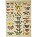 Butterflies Natural History Cavallini Gift Wrap or Decoupage paper,vintage look