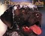 Just Chocolate Labs