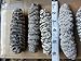 ERLIN sea Cucumber Natural Sun Dried Holuthuria Mexicana Small Size (5 lbs)