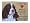 Springer Spaniel