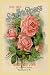 Canvas Print, Scott's Roses and Other Beautiful Flowers - 12x18