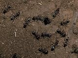 Meat Ants, Iridomyrmex Species, Defend a Colony Nest Hole from Attack, Australia Photographic Poster Print by Jason Edwards, 16x12