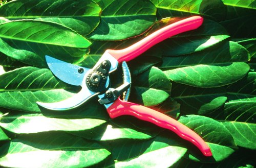 Buy Bypass Secateurs online at Discounted New and Used prices. Delivered to your door with Off-The-Bookshelf.