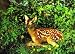 3D Lenticular BAMBI - POSTCARD