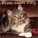 maine_coon15maine coon - Maine Coon Cats 2003