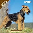 Click here to buy Airedale 2008 Wall Calendar by  Pet Prints.