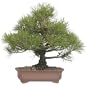 Brussel's Black Pine Specimen Tree