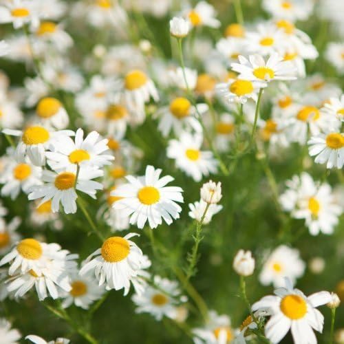 Chamomile Roman (Anthemis nobilis) 10,000 Seeds/1 Gram by Earthcare Seeds by Earthcare Seeds
