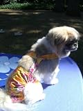 Joybies Sunshine Yellow Aloha Piddle Pants(tm) for X Large Female Dog (Measuring 19-22 From Collar to Base of Tail)