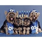 Pet Star Hanukkah Cards - Yorkie with Menorah by  Pet Star Photography