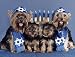 yorkshire_terrier40yorkshire terrier - Pet Star Hanukkah Cards Yorkie with Menorah