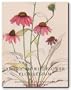 American Wildflower Florilegium