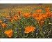 Photographic Prints of California Poppies and Yellow Goldfields (Lasthenia californica), Pygmy-Leaved from Ardea Wildlife Pets