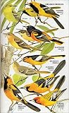 Wildflowers of North America: A Guide to Field Identification (Golden Field Guide from St. Martin's Press)