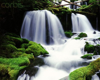 Wallmonkeys Peel and Stick Wall Decals - Gifford Pinchot National Forest - Washington - 24