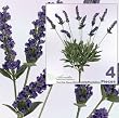 FOUR 20" Lavender Artificial Silk Flower Bushes _Purple