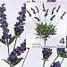 FOUR 20" Lavender Artificial Silk Flower Bushes _Purple
