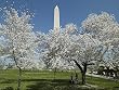 Cherry Blossom Time at the Washington Monument Photograph - Beautiful 16x20-inch Photographic Print by Carol M. Highsmith