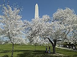 Cherry Blossom Time at the Washington Monument Photograph - Beautiful 16"x20" Photographic Print by Carol M. Highsmith