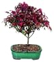 Brussel's Japanese Red Maple 'Shiana" Outdoor Bonsai Tree