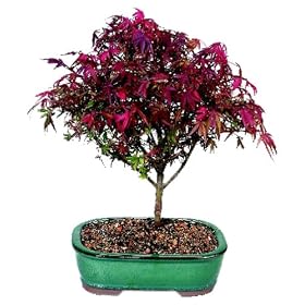 Brussel's Japanese Red Maple 'Shiana" Outdoor Bonsai Tree