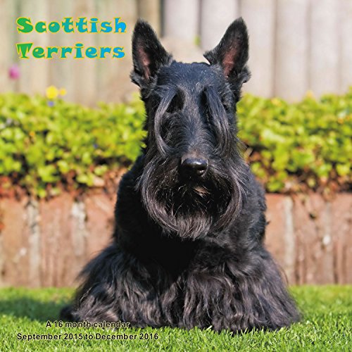 Scottish Terriers Calendar - 2016 Wall calendars - Dog Calendars - Monthly Wall Calendar by Magnum