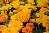 150 Stems of Yellow Carnations
