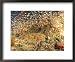 Tasselled Wobbegong in School of Golden Sweepers, Indonesia Framed Art Poster Print b...