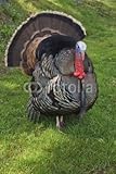 Wallmonkeys Peel and Stick Wall Decals - Wild Turkey - 60