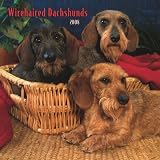 Dachshunds, Wirehaired 2008 Square Wall