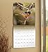 Songbirds 2017 Calendar: Includes Downloadable Wallpaper
