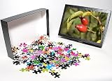 Photo Jigsaw Puzzle of MAB-848 Closeup bright red rose hips or haws on wild dog rose from Ardea Wildlife Pets