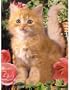 Ravensburger Kitten with Roses