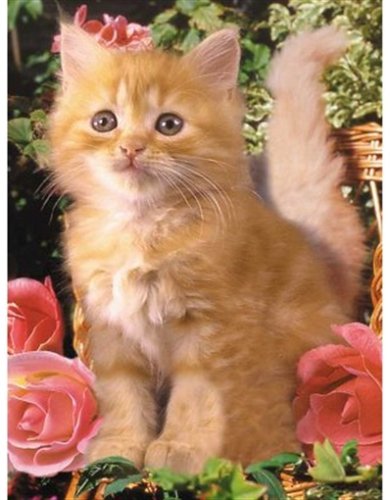 51TTHZ2HJKL Review Of Kitten with Roses 300 Piece Jigsaw Puzzle by Ravensburger