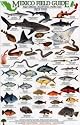 Sport Fish: Baja California - Sea of Cortez - Pacific Coast (Mexico Field Guides)