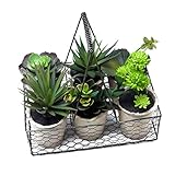 スパイス DECOR IMITATION CACTUS 6Pセット TADY4069