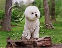 Bichon Frise Mouse Pad - Barbara Augello Collection
