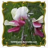 Goat's Rue (Tephrosia virginiana) Jumbo Wildflower Seed Packet - 30 Seeds