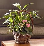 Spring Garden Basket