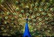 Peacock Feathers Spread Photo Poster Print - 11x17
