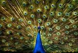 Peacock Feathers Spread Photo Poster Print - 11x17