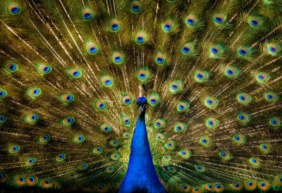 peacocks