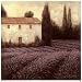 Lavender Field Detail by James Wiens. Size 6.83 inches width by 6.86 inches height. H...