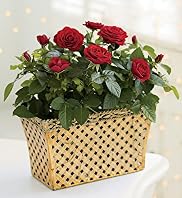 Christmas Rose Tin Christmas Rose Tin