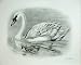 The Mute Swan 1906 Cygnus Olor Adult Nestling Birds