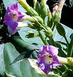 Giant Variegated Tobacco Plant 50 Seeds -RARE-Nicotiana
